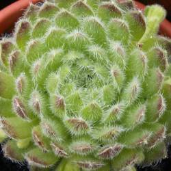 Sempervivum - Dachwurz - Hauswurz